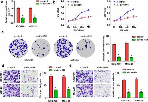 Figure 2. Silencing of circ-HN1 suppressed GC cell progression. (a) Expression of circ-HN1 in the control (si-nc) and si-circ-HN1 groups was examined by RT-qPCR. (b) Cell proliferation was assessed using the CCK-8 assay and the optical density was measured at 490 nm. (c) Cell proliferation was assessed using the colony formation assay. (d) Migrated cells were quantified using the Matrigel-free transwell assay. (e) Cell invasion ability was analyzed using the Matrigel transwell assay. **P < 0.01. *P < 0.05.