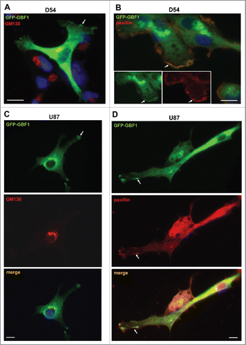 Figure 4. Golgi and PM localization of exogenously expressed GBF1 in GBM cells person D54 (A and B) and U87 (C and D) cells were transfected with GFP-tagged GBF1 and probed by double label IF with polyclonal anti-GFP and either monoclonal anti-GM130 (A and C) or monoclonal anti-paxillin antibodies (B and D). Exogenous GFP-GFP1 co-localizes with GM130 at the Golgi and co-localizes with paxillin at tips of cellular protrusions and the leading edge (arrows). Representative images from more than 3 independent experiments. Bar is 10 μm.