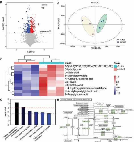 Figure 8. Metabolomic analysis of subcutaneous transplanted tumors in mice. (a) Volcano plot of differential metabolites. (b) Principal component analysis of metabolomics data. (c) Expression abundance of differential metabolites. The colors from blue to red indicate the metabolite expression abundance from low to high. (d) Results of pathway enrichment analysis of differential metabolites. (e) Schematic diagram of the alanine, aspartate and glutamate metabolic pathways. The red circles indicated by red arrows in the figure denote the upregulated metabolites.