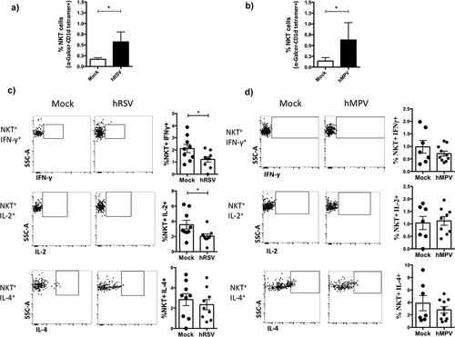 Figure 4. hRSV- and hMPV-mediated NKT activation induce lower cytokines levels than mock-treated mice in the lungs. Wild-type [WT] BALB/c mice were intranasally infected with 1 × 106 PFU of hRSV or hMPV -or mock inoculated- and 3 days after infection, lungs were removed. Percentage of NKT cells in the lungs of hRSV (a) and hMPV (b) infected mice was assessed. Then, lungs cells were treated for the induction of the secretion of cytokines and intracellular staining of IFN-γ, IL-2, and IL-4 of NKT was performed (c) (d).Combined data from three independent experiments (n = 4–5 mice per group) are shown. Kruskal–Wallis test and Mann–Whitney U test were performed in order to assess statistical differences. * p < 0.05, ** p < 0.001. Bars represent mean ± SEM.