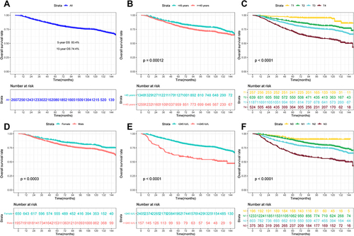 Figure 1 Kaplan–Meier curves showing OS for all the patients (A), stratified by gender (B), age (C), LDH (D), T stage (E), and N stage (F).