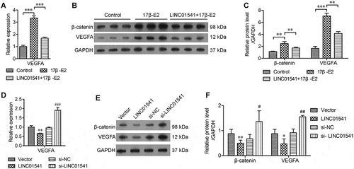 Figure 4. LINC01541 inhibited VEGFA expression and the Wnt/β-catenin signaling pathway. ESCs were stimulated with 10 nmol/L of 17β-E2 for 48 h. (A) The levels of VEGFA mRNA were detected by RT-qPCR. (B) The relative levels of β-catenin and VEGFA were detected by western blotting. **p < 0.01, ***p < 0.001, vs. the control or 17β-E2 group.(C) The levels of VEGFA mRNA in LINC01541 silenced and LINC01541 overexpressing ESCs. (D) The levels of β-catenin and VEGFA proteins in LINC01541 silenced and LINC01541 overexpressing ESCs. *p < 0.05, **p < 0.01, vs. vector group; #p < 0.05, ##p < 0.01, vs. si-NC group.