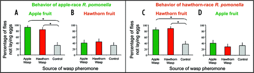 Figure 1 Left: Percentage of apple-race Rhagoletis pomonella, reared through apple fruit, not depositing eggs into apple (A) or hawthorn (B) fruit treated with the oviposition marking pheromone of either apple- or hawthorn-race Diachasma alloeum. Right panels: Percentage of hawthorn-race Rhagoletis pomonella, reared through hawthorn fruit, not depositing eggs into hawthorn (C) or apple (D) fruit treated with the oviposition marking pheromone of either apple- or hawthorn-race Diachasma alloeum. Asterisks indicate significant differences among mean proportions as determined by logistic regression analysis (p < 0.05).