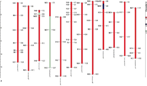 Figure 2. Graphical genotype of BC2F2 population (P12-2-49) using background markers including Sub1-linked marker. The distances were represented in cM based on published map of Neeraja et al. [Citation10].