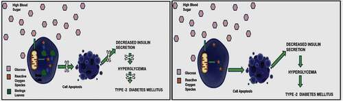 Figure 2. Effect of Moringa for hyperglycemia