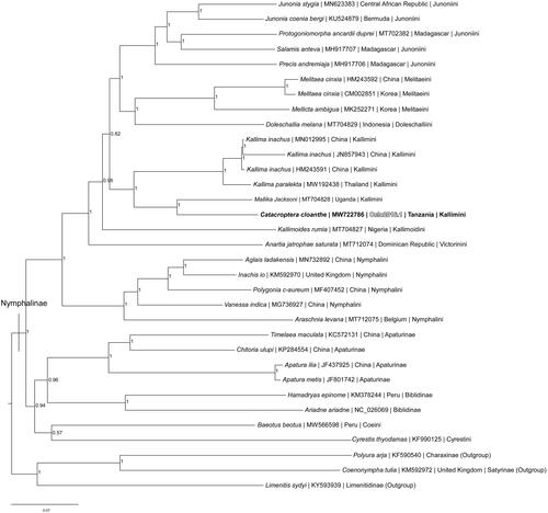 Figure 1. Bayesian Inference phylogeny (GTR + I + G model, average deviation of split frequencies = 0.000639) of the Catacroptera cloanthe mitogenome, 29 additional mitogenomes from 11 tribes within subfamily Nymphalinae, and three outgroup species from other subfamilies within family Nymphalidae (Charaxinae (Polyura arja), Satyrinae (Coenonympha tulia), and Limenitidinae (Limenitis sydyi)) produced by 10 million MCMC iterations in MrBayes with sampling every 1000 generations. The Bayesian posterior probability values determined by MrBayes are given at each node.