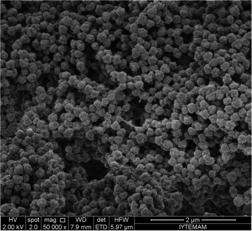 Figure 1. Scanning electron microscopy image of MIMNs.