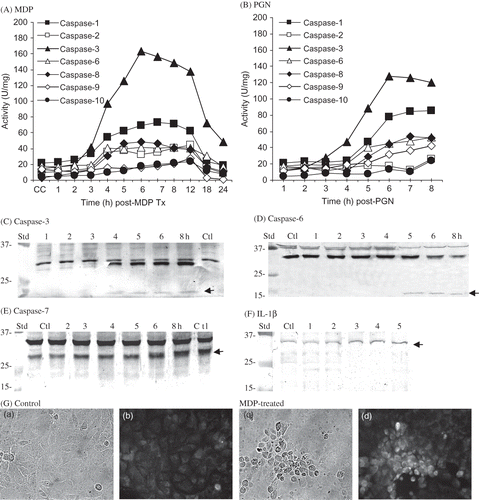 Figure 3. Quantification of caspase activities at times post (A) MDP and (B) PGN. (Each point represents the mean of three experiments assayed in duplicate for each caspase activity.) Western blot analysis for cleaved rabbit (C) caspase-3 (<15 kDa; arrow); (D) caspase-6 (<15 kDa; arrow); (E) caspase-7 (28 kDa; arrow); and (F) IL-1β (32 kDa; arrow) immunoreactive proteins in control and MDP-treated rabbit kidney RK13 cells at times post-treatment. (G) IFA detection of immunoreactive IL-1β in p-formaldehyde fixed control (a, b) and MDP-treated (c, d) RK13 cells at 6 h post-incubation.