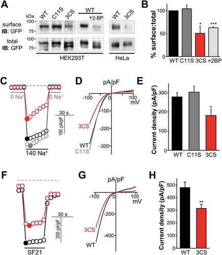 Figure 2. Effect of palmitoylation on MCOLN3/TRPML3 surface expression. (a) Analysis of surface expression by biotinylation. HEK293T cells expressing WT MCOLN3/TRPML3, MCOLN3/TRPML3(C11S), or MCOLN3/TRPML3(3CS) treated with ethanol (control) or 2-BP, and HeLa cells expressing WT MCOLN3/TRPML3 or MCOLN3/TRPML3(3CS) were used for surface biotinylation assays. Total and surface proteins were analyzed by western blot using anti-GFP antibody. The data are representative of 3 independent experiments. (b) Densitometric analysis of surface MCOLN3/TRPML3s to total MCOLN3/TRPML3 protein levels (n = 3, *p < 0.05, ***p < 0.005 compared to WT, Student’s t-test) of western blots from HEK293T cells similar to those in (a). Data are presented as the mean ± SEM. (c) Whole cell current was measured in HEK293T cells expressing WT MCOLN3/TRPML3, MCOLN3/TRPML3(C11S), or MCOLN3/TRPML3(3CS). The MCOLN3/TRPML3 current was activated by sequentially exposing the cells to bath solutions containing 0 and 140 mM Na+. Current was measured by applying 100 ms ramps from −100 to + 100 mV and plotted at −100 mV. Dashed lines here and in (f) indicate the 0 current levels. (d) I/V relationships of the MCOLN3/TRPML3 currents recorded at the times shown in the filled circles in panel (c). (e) The current amplitudes of WT MCOLN3/TRPML3, MCOLN3/TRPML3(C11S), and MCOLN3/TRPML3(3CS) are plotted as the mean ± SEM of 10–13 cells (*p < 0.05, Student’s t-test). (f) The whole cell current was measured in HEK293T cells expressing WT MCOLN3/TRPML3 or MCOLN3/TRPML3(3CS) by applying 5 µM SF21 in a 140 mM Na+ bath solution. (g) I/V relationships of the MCOLN3/TRPML3 current recorded at the times shown in the filled circles in panel (f). (h) The current amplitudes of WT MCOLN3/TRPML3 and MCOLN3/TRPML3(3CS) are plotted as the mean ± SEM of 10 cells each (**p < 0.01, Student’s t-test).