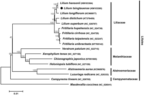 Figure 1. NJ phylogenetic tree of L. tsingtauense with 15 species in the Liliales order based on protein-coding sequences. Numbers in the nodes are bootstrap support values from 1000 replicates. The chloroplast sequence of Masdevallia coccinea, a species of orchid, was set as the outgroup.