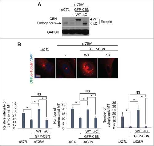 Figure 2. Microtubule regrowth assays with a C-terminus deletion mutant of centrobin. (A) Immunoblot was performed to determine the GFP-CBN and GFP-CBNΔC levels in centrobin-depleted U2OS cells. (B) Microtubule regrowth assays were performed with the centrobin-depleted U2OS cells rescued with GFP-CBN or GFP-CBNΔC. The cells were immunostained with the GFP (green) and α-tubulin (red) antibodies. Scale bar, 10 μm. The centrosomal microtubule intensities, the number of microtubules from a centrosome, and the number of cytoplasmic microtubules were quantified at the 10-second time point. At least 30 cells per an experimental group were measured in each of 3 independent experiments. Data show the mean±s.d.. *P < 0.05, in comparison to the centrobin-depleted cells.