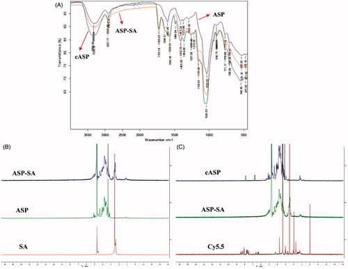 Figure 1. Characterizations of ASP, ASP-SA, and cASP. (A) FT-IR spectra in the range of 4000–400 cm−1. (B) 1H NMR spectra of SA, ASP, ASP-SA. (C) 1H NMR spectra of Cy5.5, ASP-SA, cASP.