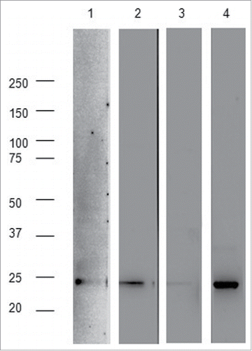 Figure 11. Reactivity of sera of immunized mice against the L21–200 peptide 6 months post-immunization, as described in Fig. 5D. 50ng of L21–200 were loaded for each lane and revealed with RG-1 monoclonal antibody (strip 1) or 1:100 dilutions of pooled sera from ss-L21–200 (strip 2), L21–200 (strip 3), and ss-L21–200-E7* (strip 4) mouse groups.