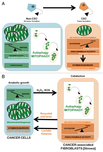 Figure 3. Autophagy/mitophagy and the CSC cellular state: Two models. Mitochondria can be eliminated through nonspecific autophagic processes or selectively removed by mitophagy. The former is generally related to metabolic responses that are imposed by a lack of nutrients. Mitophagy, however, permits a tight adjustment in the number of cellular mitochondria by regulating the selective degradation of damaged, dysfunctional and superfluous mitochondria and adjust to changing physiological demands. Mitophagy, therefore, can play a crucial role in adapting the number and quality of mitochondria to new microenvironmental conditions. (A) Cell-autonomous model. Upregulation of mitophagy leading to significant reductions in both the number and the size of mitochondria (i.e., the “mitochondrial phenotype” that is commonly associated with stem cells) concurrently enhances a bioenergetic shift from somatic oxidative mitochondria toward an alternative glycolytic phenotype (“direct Warburg effect”), an energetic infrastructure associated with the transcriptional networks responsible for stemness and pluripotency. (B) Non-cell-autonomous model (“autophagic tumor stroma model of cancer metabolism”). Cancer cells’ mitochondrial oxidative phosphorylation (OXPHOS) can induce oxidative stress in adjacent fibroblasts (cancer-associated fibroblasts [CAFs] via H2O2 and reactive oxygen species (ROS), resulting in the onset of a myofibroblastic autophagic phenotype in CAFs. The CAFs autophagic phenotype leads to a loss of mitochondria via mitophagy, forcing CAFs to undergo aerobic glycolysis (“reverse Warburg effect”). The products of aerobic glycolysis (such as L-lactate and ketones) are then reused by cancer cells for OXPHOS, resulting in increased mitochondrial mass in cancer cells. The utilization of the high-energy metabolites L-lactate and ketones in cancer cells can promote the transcriptional activation of CSC-like phenotypes.