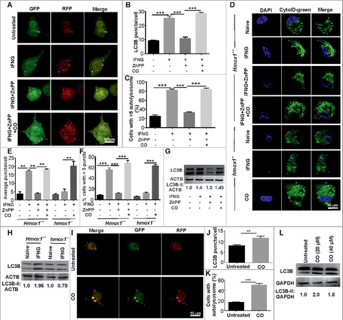 Figure 1. HMOX1 is required for IFNG-induced autophagy. (A) RAW 264.7 macrophages (0.5 × 106) were transiently transfected with the ptfLC3 plasmid and independently treated with ZnPP (5 μM) and ZnPP (5 μM) along with CO (20 μM) for 2 h followed by IFNG (200 units/ml) for 3 h. These cells were fixed with 4% PFA, and slides were prepared and viewed under a confocal microscope. Representative confocal microscopy images are shown. The LC3 puncta/cell (B) and the percentage of cells with >5 autolysosomes (C) were calculated. (D) Primary macrophages (peritoneal macrophages) were harvested from hmox1−/− and Hmox1+/+ mice and were treated with ZnPP (5 μM) and CO (20 μM) for 2 h followed by IFNG (200 units/ml) for 3 h. The cells were stained with CytoID green detection dye and fixed with 4% PFA; slides were prepared and observed under a confocal microscope. The CytoID-stained vacuoles were quantified by calculating the average number of puncta/cell (E) and the number of cells with more than 5 puncta/100 cells (F). (G) Western blot analysis of panel of cells prepared as described in panel (A). Numbers below lanes indicate the fold change calculated using the densitometric analysis of LC3B-II relative to the ACTB signal using ImageJ software (https://imagej.nih.gov/ij/). (H) Peritoneal macrophages were isolated from the Hmox1+/+ and hmox1−/− mice, exposed to IFNG for 3 h, the cells were lysed in RIPA buffer with protease inhibitor cocktail and the lysate was subjected to western blotting. The numbers below the blot are the densitometric analysis of LC3B-II relative to ACTB using ImageJ software. (I) RAW 264.7 macrophages (0.5 × 106) were transiently transfected with the ptfLC3 plasmid and treated with 20 µM CO for 2 h. After the treatment, cells were fixed using 4% PFA, slides were prepared and observed under the confocal microscope. The figure shows the representative images from 3 independent experiments. The LC3 puncta per cell (J) and the percentage cells with >5 autolysosomes (K) were calculated. (L) The same panel of cells were subjected to western blot analysis and the blot was probed with LC3 and GAPDH antibody. Numbers below lanes indicate the fold change calculated using the densitometry analysis of LC3B-II relative to GAPDH. Data in panels B, C, E, F, J, and K represent the mean±SEM from 3 independent experiments performed in triplicate. Statistical significance was determined using the Student t test. ** indicates a P value < 0.01, *** indicates a P value < 0.001.