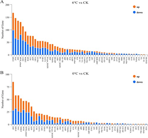 Figure 3. Analysis of TFs that are associated with the response to cold stress and freezing stress. The number of upregulated and downregulated genes in each bar is shown in orange and blue, respectively. TFs, transcription factors.
