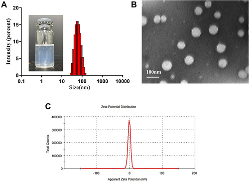 Figure 2 (A) Size distribution and appearance and (B) TEM images and (C) zeta potential of S-LPs@Tet.