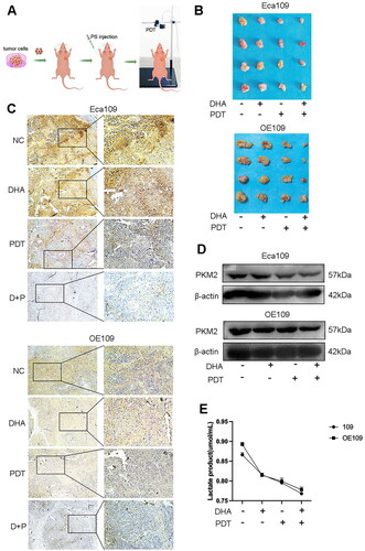 Figure 6. Combined treatment of DHA and PDT inhibited glycolysis by down-regulated the expression of PKM2 in vivo. (A) schematic model of DHA + PDT treated-mice. (B) Xenografted tumours were harvested at the end of experiments. (C) Protein expression of PKM2 was detected by immunohistochemistry. (D) Western blot analysis of PKM2, β-actin was used as an internal control. (E) The production of lactate in serum was measured by Lactic Acid Assay kit. Error bars indicate SD. *p < 0.05, **p < 0.001 by one-way ANOVA with post hoc intergroup comparisons.