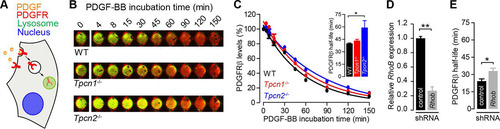 FIG 7 Impact of knockout expression of Tpcn1A/B or Tpcn2 in PDGFRβ degradation. (A) Schematic representation of PDGFR internalization from the plasma membrane to the lysosomes and degradation induced by the ligand PDGF. (B) Representative images of MEFs treated with 20 ng/ml PDGF-BB (in the presence of 20 μg/ml cycloheximide) for the indicated times at 37°C. Green and red signals, PDGFRβ and CellTag 700 staining, respectively; yellow, high levels of PDGFRβ. (C) The levels of PDGFRβ detected with an anti-PDGFRβ antibody were normalized to the number of cells detected with CellTag 700 stain. Data points were fitted to an exponential decay curve, and half-lives were determined for each genotype (in the graph, n = 3). (D, E) Effects of treatment of WT MEFs with shRNA (shRNA targeting Rhob or a scrambled sequence control) on relative Rhob mRNA levels determined by RT-qPCR (D) and on the half-life of PDGFRβ in PDGF-BB-treated cells (E) (n = 3). Data points correspond to the mean ± SEM. *, P < 0.05; **, P < 0.01. Primary MEFs (passage numbers, <5) were used in all experiments.