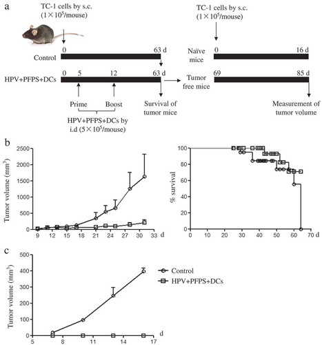 Figure 6. The survival of tumor mice and inhibition of tumor recurrence.(A) The strategy of treatment. (B) The growth of tumors and survival of tumor mice. After HVP + PFPS+ DCs treatment, tumor volumes (mean± SEM) were measured and shown in left panel, the survival of tumor mice were monitored and shown in right panel. (C) The protective effect of HVP + PFPS+ DCs on tumor recurrences. 3 tumor free mice in HVP + PFPS + DCs group were re-challenged and 2 naïve mice were inoculated with TC-1 cells, then tumor growth was measured. The mean± SEM of tumor volumes was shown.