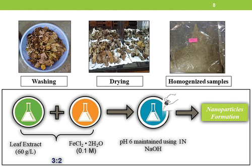 Figure 2. Procedure for preparation of FeNPs.