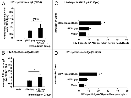 Figure 3. Augmented secretory IgA in the periphery and in the GALT following systemic co-immunization with mucosal chemokine. (A–B) The average fold increase of anti-HIVgag-specific IgA elicited by the chemokine immune adjuvants over pHIV-1gag antigenic plasmid alone is shown in panel A (fecal IgA) and panel B (sera IgA). Data generated from 6 independent experiments of 4 mice per group were averaged and fold increases were determined. Levels of HIV-1 specific IgA in fecal extract (A) or sera (B) harvested 10 d following the last immunization were determined by an ELISA assay against HIV-1gag p24 protein. Quantitation of fecal and serum IgA (μg/ml) was determined using a recombinant IgA standard of known concentration as the standard curve, and fold increase values were determined. (C–D) Mucosal chemokine enhanced IgA antibody secretion cell frequency in Peyer’s patches (C) and in the spleen (D). Whole Peyer’s patch (C) or splenocyte (D) immune cells purified from vector, pHIV-1gag or pCCL25 co-immunized mice were placed in an HIV-1gag p24 protein coated, 96 well ELISpot blocked plate and incubated for 5 h. Secreted anti-HIV-1gag IgA by antibody secreting plasmablasts was captured on plate bound P24, counted using an ELISpot reader and graphed as HIV-1-specific IgA ASCs per million Peyer’s patch B cells or splenocytes. Error represents the mean ± SD of triplicate wells (*p ≤ 0.05, ** p ≤ 0.01, for statistical comparisons between pCCL25 co-immunized groups vs. pHIV-1gag alone for similar treatment conditions). Data are representative of three independent experiments.