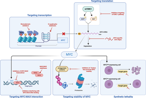 Figure 1 Approaches to therapeutically target MYC-driven cancers. MYC expression can be targeted directly by blocking transcription through the use of bromodomain inhibitors or G-quadruplex stabilizers, by blocking translation through mTOR inhibition, or by promoting MYC degradation. MYC function can also be blocked by targeting its interaction with MAX, and/or by interfering with the ability of MYC-MAX heterodimers to bind to DNA. The effects of MYC on cancer cells can also be targeted by inhibiting genes and pathways that are essential for their proliferation and survival.