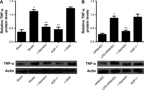 Figure 6 The level of TNF-α expressed in pancreatitis-associated lung injury was measured in the animal models and at the cellular level.