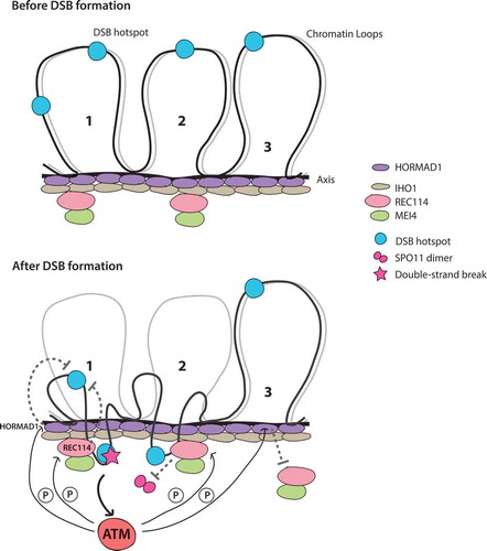 Figure 4. Hypothetical model for ATM-mediated DSB control. (top) Chromatin loops containing DSB hotspots are anchored to the chromosome axis. Before DSB formation, the IHO1-REC114-MEI4 complex and the axis-structural component HORMAD1 assemble along the chromosome axis. The IHO1-REC114-MEI4 complex together with HORMAD1 promotes DSB formation by SPO11. At present, physical interactions between IHO1, REC114, and MEI4 are inferred only from yeast two-hybrid analyzes [Citation118,Citation120], but further support for these interactions comes from extensive two-hybrid and coimmunoprecipitation studies of the orthologous proteins in budding and fission yeasts: Mer2-Rec114-Mei4 [Citation142–Citation145] and Rec15-Rec7-Rec24 [Citation146,Citation147], respectively. (bottom) A DSB is formed preferentially at a DSB hotspot in a chromatin loop tethered to the axis. In response to the DSB, ATM is activated and phosphorylates REC114, HORMAD1, and/or other proteins. Phosphorylation events separately or in combination inhibit additional DSB formation at the same chromatin loop (1) or at the adjacent loop (2) which is pre-activated for DSB formation, by inhibiting or destabilizing of the IHO1-REC114-MEI4 complex. HORMAD1 phosphorylation in the vicinity of the DSB prevents the assembly of the IHO1-REC114-MEI4 complexes and thus DSB formation at other nearby chromatin loop (3)