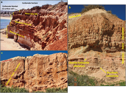 Figure 3. Stratigraphic sequence in the cliff sections in the immediate vicinity of Witton Bluff. a: just south of the Bluff: Robinson Point Formation gravels and sands unconformably overlie late Eocene Blanche Point Formation limestones and siliceous marls. A concretionary carbonate horizon separates the Robinson Point Formation from the overlying reddish Neva Clay Member of the Ngaltinga Formation and a carbonate blanket and surface soil. b: north of Witton Bluff, Robinson Point Formation gravels and sands with an interbed of Burnham Limestone below a pink haematitic zone of alunite-halloysite alteration. Thickly bedded sands, Fe-mottled, extend almost to the carbonate blanket at the top of the section. c: thinly bedded Robinson Point Formation sands at the bottom of the section; thick sand unit with significant soft-sediment deformation above. Note disrupted blocks of thinly bedded sand scattered throughout an unstructured sand matrix. Carbonate blanket caps the section.