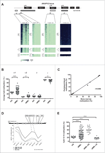 Figure 1. Quantitative DNA methylation analysis of the AKAP12α, β, and γ promoters in JMML. (A) Schematic representation of the AKAP12 locus showing the promoter regions of AKAP12α-, β- and γ-isoforms with their respective CpG islands. All isoforms share a common N-terminus encoded by 2 exons (C2 and C3). CpG islands are depicted as gray boxes (<300  bp, light gray). The MassARRAY amplicons (gray lines) and their positions relative to their respective TSS are illustrated underneath the CpG islands: α1: −868to −438 bp from TSS, α2: −462 to −131 bp from TSS, β1: −193 to +267 bp from TSS, γ1: −243 to +229 bp from TSS. Methylation heat maps are shown for each amplicon. Each row represents a sample and each column a CpG unit. Percentage of DNA methylation ranges from 0% (light green) to 100% (dark blue). Gray indicates unavailable data. HG: healthy granulocytes. (B) The mean DNA methylation levels for each amplicon are displayed as dot plots. The methylation levels between JMML samples (circles) and healthy granulocytes (diamonds) were compared using an unpaired t test with Welch's correction. (C) Leukemic cells isolated from bone marrow (BM) and peripheral blood (PB) were obtained from three JMML patients. DNA methylation values measured for the AKAP12 locus (amplicons α1, α2, β and γ) show a very good correlation between the two tissues (r = 0.996). (D) The methylation profile of amplicon α1 at CpG-unit resolution is shown for JMML and HG. JMML cases were grouped according to their methylation into 25% quartiles. The lower quartile (LQ) contains hypomethylated JMML samples (dashed black line) and the upper quartile (UQ) represents the hypermethylated ones (black line). The average methylation profile of HG (n = 23) is depicted as a light gray line. (E) Methylation levels for CpG units 12, 13, and 14 in AKAP12 amplicon α1 are depicted for HG and all JMML samples, as well as for hypomethylated (LQ) and hypermethylated (HQ) JMML samples. JMML samples show a statistically significant increase in methylation as compared to HG (P < 0.0001).