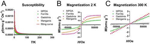 Figure 2. SQUID measurements of MPDA NPs, Ferritis, Gadolinis and Manganis NPs. (A) Magnetic susceptibility. (B) Magnetization at 2 K. (C) Magnetization at 300 K.