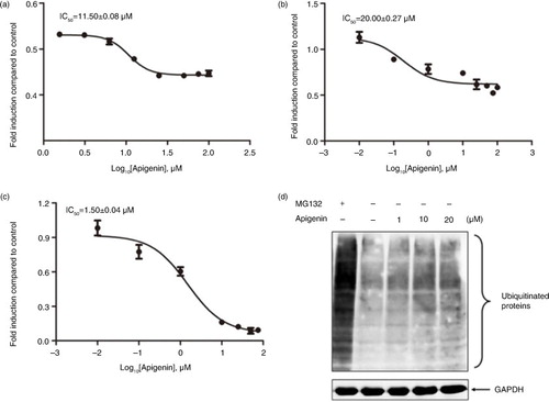 Fig. 2 Inhibitory effect of apigenin on 26S proteasome activity. The purified human 26S proteasome (0.1 µg) was treated with different concentrations of apigenin and (a) 40 µM Suc-Leu-Leu-Val-Tyr-AMC (for the chymotrypsin-like activity), (b) 40 µM Ac-Arg-Leu-Arg-AMC (for the trypsin-like activity), (c) 40 µM Z-Nle-Pro-Nle-Asp-aminoluciferin (for the caspase-like activity) for 2 h at 37°C. (d) HeLa cells were treated with the indicated concentrations of apigenin or 10 µM MG132 for 3 h, and the cell lysates were probed with anti-ubiquitin antibody. GAPDH was used as an internal control.