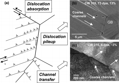 Figure 20 Schematic illustration depicting (a) three types of interactions of dislocation channels with GBs; (b) SEM image showing dislocation pileups in irradiated CW type 316 SSs after slow deformation to 13% at 320°C; and (c) TEM image showing channel transfer in irradiated CW type 316 SSs after slow deformation to ∼3% at 320°C
