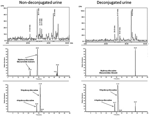 Figure 6. Radiochromatograms and extracted ion chromatograms for selected components from human urine before and after deconjugation with β-glucuronidase to show position of glucuronidation.