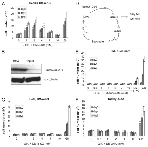 Figure 3 Rescuing effect of DM-α-KG is not based on anaplerosis. Increasing concentrations of DM-α-KG were used in cell culture. Mean value of cell number was shown. Error bars indicate SE of ≥4 replicates. (A) Biphasic effect of DM-α-KG on proliferation of Hep3B cells. (B) Protein levels of glutaminase in HeLa and Hep3B cells. 80 µg of total proteins were loaded onto a SDS page. Glutaminase levels were determined by western blotting. α-tubulin was used as a loading control. (C) α-KG failed to rescue HeLa cell proliferation in Glu-free media. (D) Simplified drawing showing the major anaplerotic metabolites of TCA cycle. In addition to α-KG, succinate and OAA have anaplerotic roles. (E and F) Growth curve of Hep3B cells in Gln-free DMEM supplemented with either 1–8 mM of diethyl-OAA or dimethyl-succinate. DMEM and complete DMEM (+Gln) were respectively set as controls.