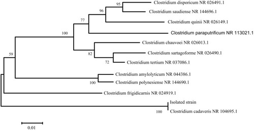 Figure 4 Phylogenetic tree of the bacterial isolate.