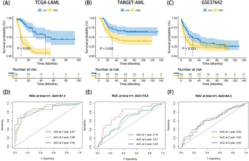Figure 2. Prognostic analysis of risk model in the training set (TCGA-LAML) and two validation sets (TARGET-AML and GSE37642). (A-C) The KM survival curves of high- and low- ERs risk score groups in TCGA-LAML, TARGET-AML and GSE37642 databases. (D-F) The time ROC curve analysis of the accuracy of the risk model of TCGA-LAML, TARGET-AML and GSE37642 databases to predict 1-, 2-, and 3-year OS.