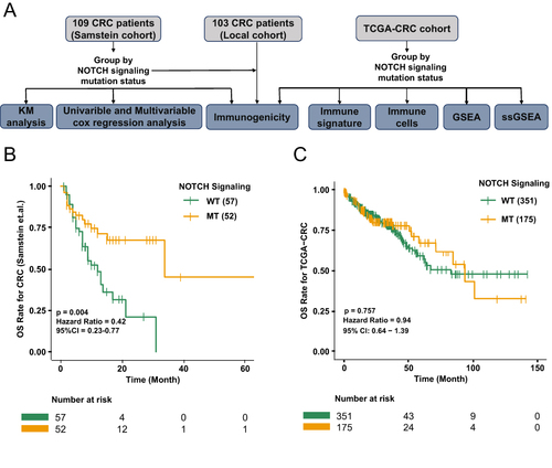 Figure 1 The predictive value of clinical characteristics and NOTCH signalling pathway mutation status for ICI efficacy. (A) Data processing flowchart of the study. (B) Kaplan-Meier (KM) survival curves for overall survival rate (OS) in 109 ICI-treated CRC patients. (C) KM survival curves for OS in the TCGA-CRC cohort.