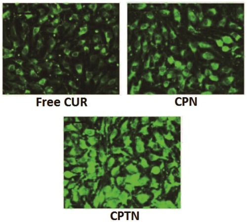 Figure 4 Confocal images of cellular uptake of free CUR, CPN and CPTN on HepG2 cancer cell lines. Incubation time was 2 hrs.