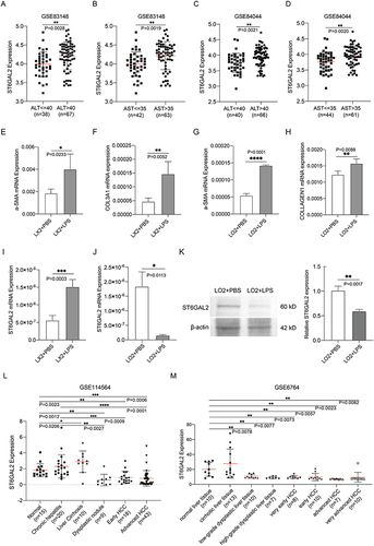 Figure 6 ST6GAL2’s expression correlates to the liver inflammation. (A-D) Correlation between ST6GAL2 mRNA expression and ALT, and AST levels in the GSE83148 and GSE84044 databases. (E-H) Changes in ACTA2, COL3A1, and COL1A1 expression in LX2 and LO2 cells after stimulation by LPS. (I-K) Changes in ST6GAL2 mRNA and protein expression in LX2 and LO2 cells after stimulated by LPS. (L) ST6GAL2 expression of normal liver, chronic hepatitis, liver cirrhosis, early HCC, and advanced HCC in GSE114564 dataset. (M) ST6GAL2 expression of normal liver, cirrhotic livers, low-grade dysplastic liver, high-grade dysplastic liver, very early HCC, early HCC, advanced HCC, and very advanced HCC in GSE6764 dataset. *p < 0.05, **p < 0.01, ***p < 0.001, ****p < 0.0001.