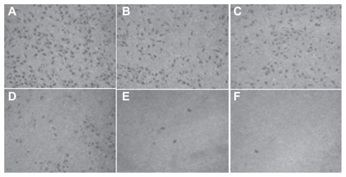 Figure 11 The number of cells migrating through the filter pores from the underside of the filter after brucine immuno-nanoparticles were applied at various concentrations to liver cancer cells for 72 hours (200× magnification). As the drug concentration increased, the cell migration decreased. (A) 10 μg/mL; (B) 20 μg/mL; (C) 40 μg/mL; (D) 80 μg/mL; (E) 160 μg/mL; (F) 240 μg/mL.