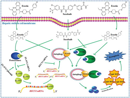 Figure 9. The RNA-binding protein ELAVL1 regulates ferroptosis by inducing ferritinophagy activation in HSCs. Ferroptosis-inducing compounds increase ELAVL1 expression through the inhibition of the ubiquitin-proteasome pathway. Increased ELAVL1 can bind to the AREs of the BECN1 mRNA 3ʹ-UTR, trigger autophagy activation, promote autophagic ferritin degradation, and in turn, lead to HSC ferroptosis.