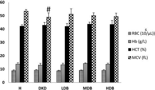 Figure 4 CBC count analysis.Notes: Significant differences between the healthy and DKD control groups are specified by square (#) meaning P-value <0.05.Abbreviations: RBC, red blood cell; Hb, hemoglobin; MCV, mean cell volume; Hct, hematocrit; H, healthy control; DKD, diabetic kidney disease control; LDB, low dose of BCc1; MDB, medium dose of BCc1; HDB, high dose of BCc1.