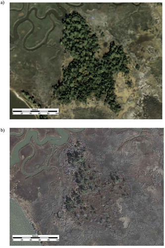 Figure 5. Catlett Islands, Gloucester VA. Example of marsh migration into forested hummocks. (a) Aerial photo of the site from 1978, showing a large forested marsh hummock. (b) Aerial photo of the site from 2009, showing most of the hummock has converted to marsh.