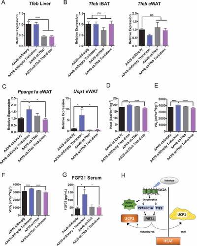 Figure 9. Hepatocyte-selective TFEB knockdown attenuates trehalose-induced thermogenesis in vivo. (A) Hepatic Tfeb mRNA abundance in Tfeb shRNA-treated mice (2 wk) treated with or without 5-day 3% trehalose water (n = 4–8 mice per group). (B) Interscapular brown adipose tissue (iBAT) and epididymal white adipose tissue (eWAT) expression of Tfeb in mice treated with AAV8 encoding Tfeb shRNA or empty vector with or without trehalose treatment. (C) eWAT Ppargc1a and Ucp1 mRNA abundance in response to AAV8-mediated Tfeb shRNA delivery and 5-day trehalose treatment. (D-F). Heat production (D), oxygen consumption (E), and CO2 production (F) in mice infected with AAV8 encoding empty vector or Tfeb-directed shRNA following treatment with sterile water or trehalose (5 days). (G) Circulating FGF21 peptide quantification by colorimetric ELISA in serum from mice treated with or without trehalose and with or without Tfeb-directed shRNA. (H) Working model of trehalose-induced thermogenesis. Trehalose induces hepatic fasting responses via TFEB and PPARGC1A to enhance FGF21 and downstream UCP1 in the hepatocyte and in eWAT. Autophagy appears to act independent of this thermogenic pathway. * P < 0.05, ** P < 0.01, **** P < 0.0001 by Student’s T-test with Bonferroni-Dunn post-hoc correction for multiple tests.