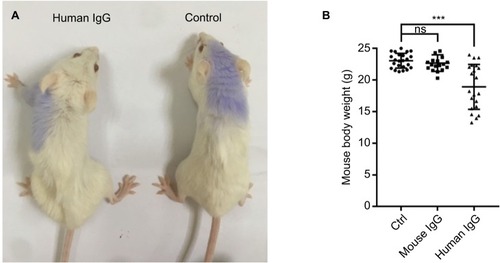 Figure 1 Mouse IgG is more suitable than human IgG for use in mouse models.Notes: Compared with mice injected with mouse IgG, mice injected with human IgG displayed deteriorated health (A) with significant loss of body weight (B, n≥18 mice per group), which would affect the result interpretation. Therefore, we used mouse IgG in our study. ***P<0.001.Abbreviations: Ctrl, control; IgG, immunoglobulin G; ns, not significant.