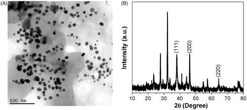 Figure 2. HR-Transmission electron microscopy analysis and X-ray diffraction pattern of gold nanoparticles synthesised from T. kirilowii. (A) HR-TEM analysis of Au-T. kirilowii; (B) XRD pattern of Au-T. kirilowii.