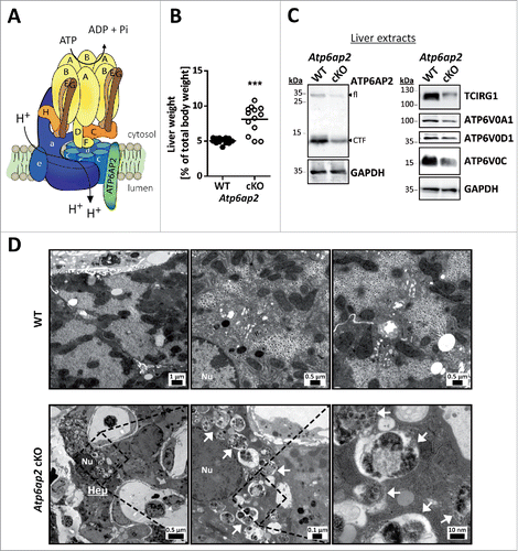 Figure 1. Altered ultrastructure of ATP6AP2-depleted liver. (A) Schematic illustration of the v-H+-ATPase complex composition. The v-H+-ATPase V1 sector (yellow and brown subunits, upper case letters) transfers energy released by ATP hydrolysis into a rotational force that triggers the transport of protons through the V0 sector (blue subunits, lower case letters). ATP6AP2 is an accessory subunit that acts as a chaperone for V0 sector assembly. (B) Livers from Atp6ap2 cKO mice weigh more than those of wild-type (WT) animals. (C) Immunoblot analysis of liver lysates confirms reduced concentrations of ATP6AP2 full length (fl) and C-terminal fragments (CTF) in ATP6AP2-depleted samples that come with lower v-H+-ATPase V0 sector concentrations. GAPDH detection was used as a control for equal protein load. (D) Transmission electron micrographs reveal ultrastructural changes in Atp6ap2 cKO liver as compared with wild-type samples. Affected hepatocytes (Hep) accumulate vesicles (arrows) that contain partially degraded cytoplasmic material. The boxed areas are resolved with higher magnification, Nu, nucleus.