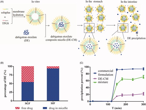 Figure 5. (A) In vitro formation and transport process of DE-CMs in the GI tract. (B) Percentage of free drugs and drugs in DE-CMs after incubation in SGF, SIF and distilled water under 37 °C for 2 h. (C) In vitro precipitation of the commercial formulation, DE-CMs, mixture (DE, soluplus and TPGS) under SGIF (n = 3). DE-CMs: dabigatran etexilate-loaded composite micelles; SGF: simulated gastric fluid; SIF: simulated intestinal fluid; SGIF: simulated gastrointestinal fluid.